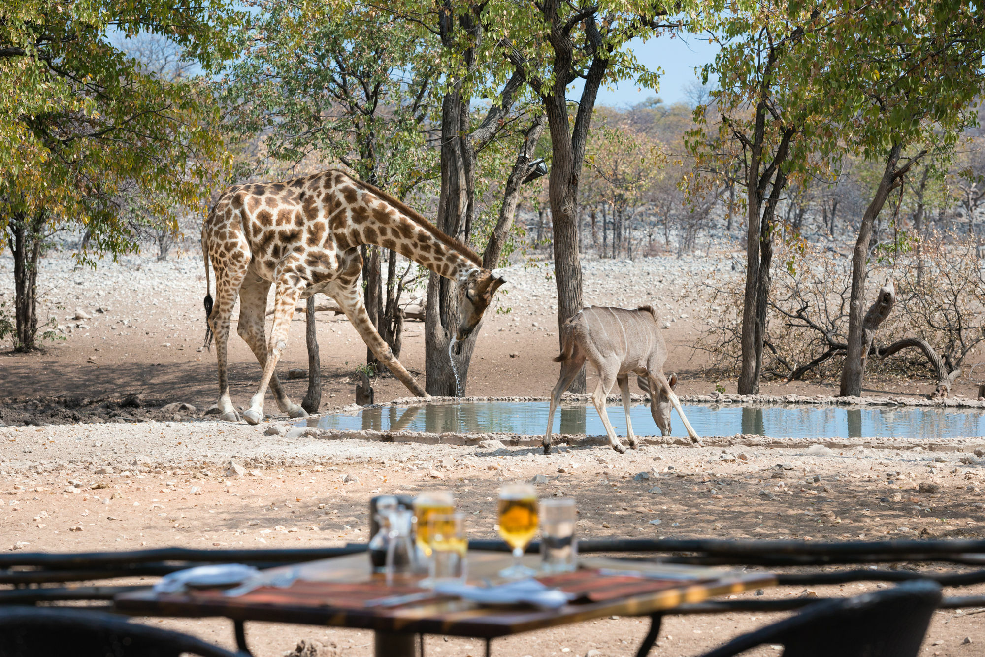 Ongava Tented Camp - All-Inclusive Okaukuejo Bagian luar foto